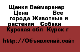Щенки Веймаранер › Цена ­ 40 000 - Все города Животные и растения » Собаки   . Курская обл.,Курск г.